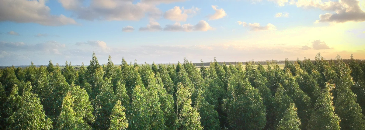 skyline view above coniferous treetop canopy