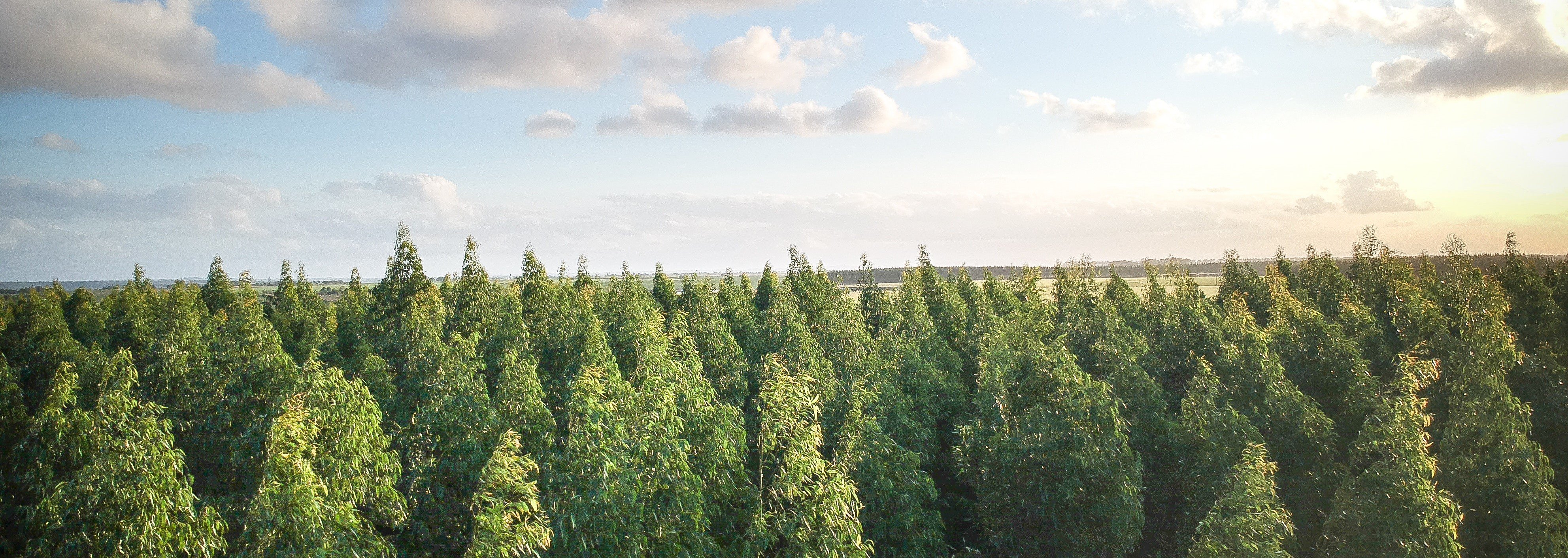 skyline view above coniferous treetop canopy-1 skyline view above coniferous treetop canopy-1